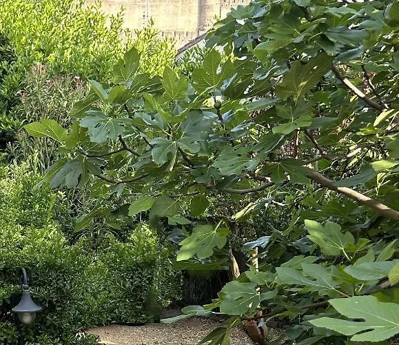 La Carcassonne, D Hotes, B&b, Face A La Cite Medievale